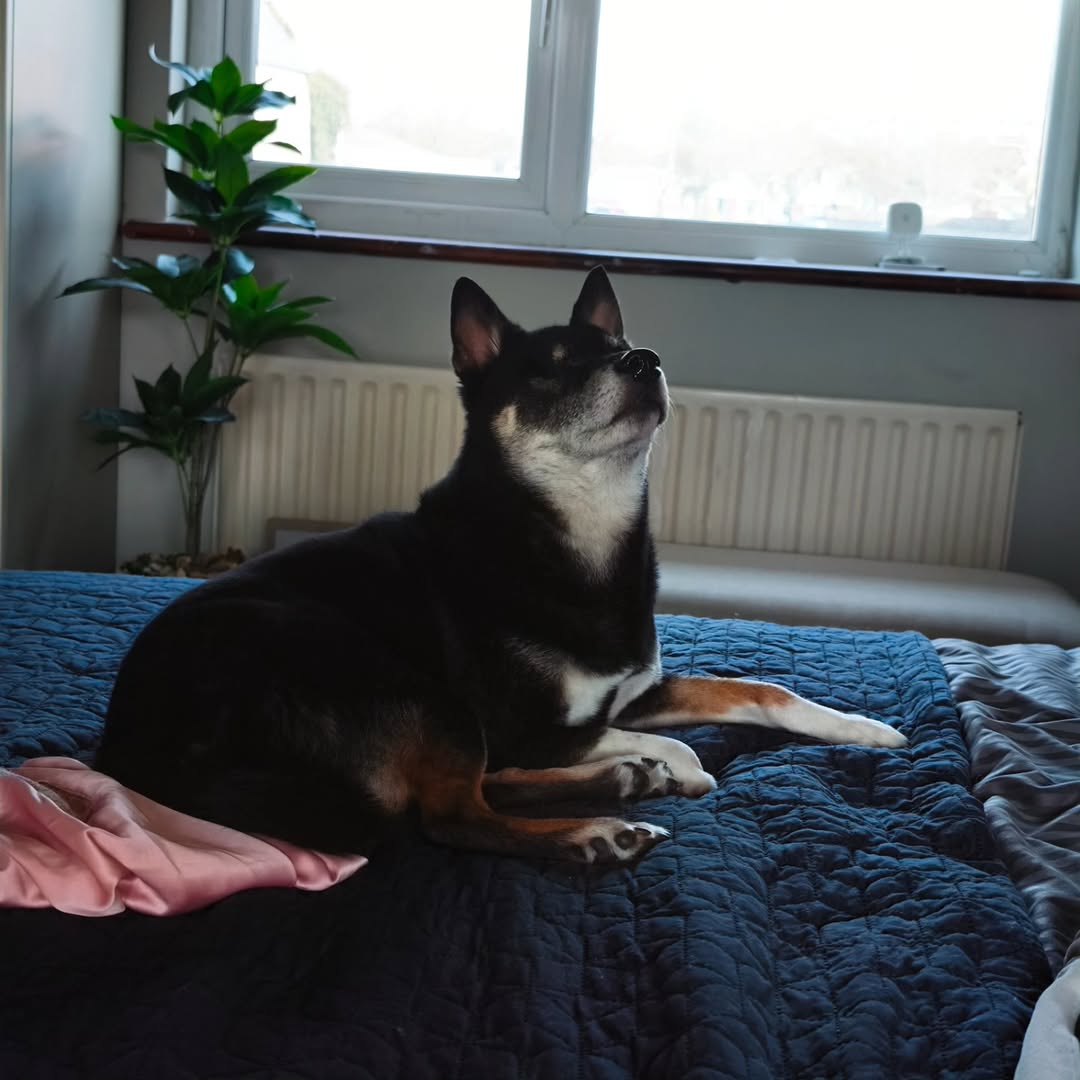 Bruce, my blind three-pawed shiba inu